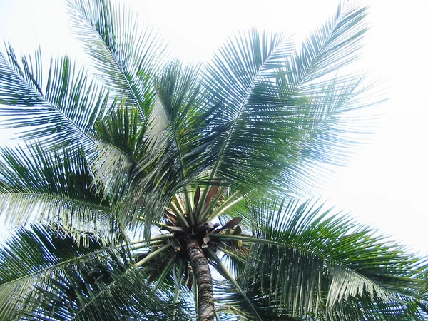 Palmiye Ağacı Karayipler — Stok fotoğraf