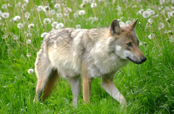 Animal Lobo Por Naturaleza Depredador — Foto de Stock