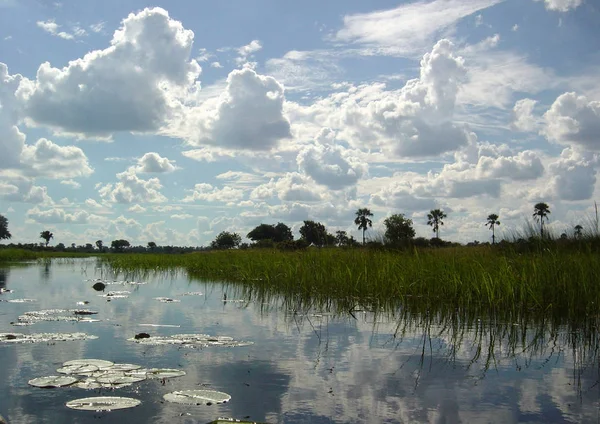 Okavango Delta Embora — Fotografia de Stock