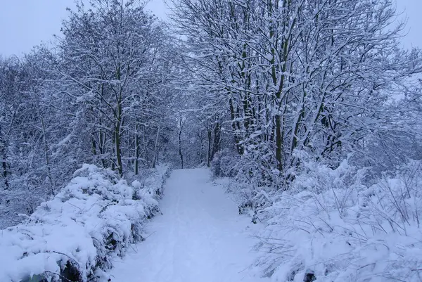 Floresta Inverno Com Árvores Madeira Coberta Neve — Fotografia de Stock