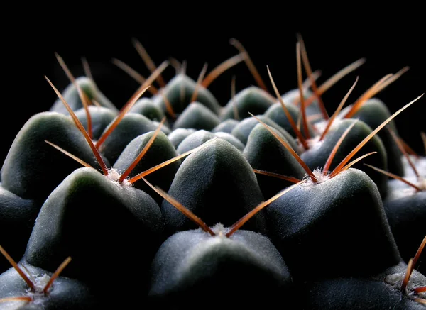 Растение Экзотический Кактус — стоковое фото