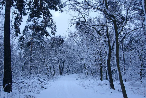 Forêt Hiver Avec Arbres Bois Enneigé — Photo