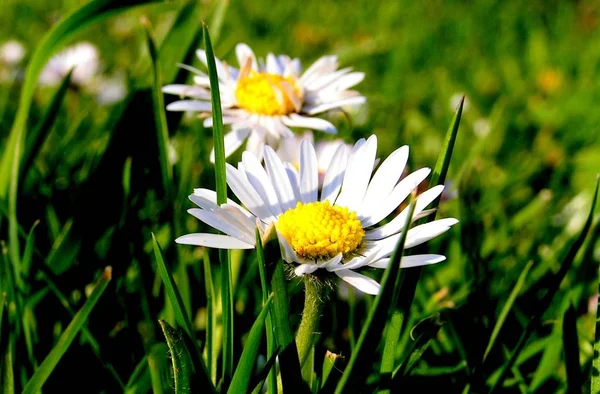 夏の牧草地や植物が — ストック写真