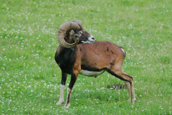 Landleven Selectieve Focus — Stockfoto