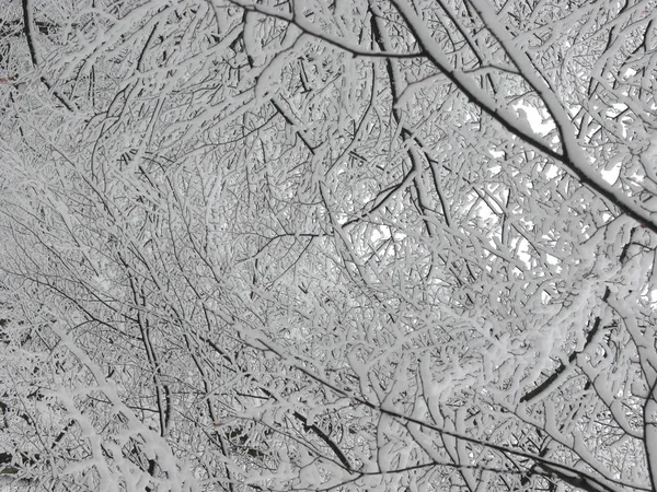 Branches Arbres Flore Botanique — Photo