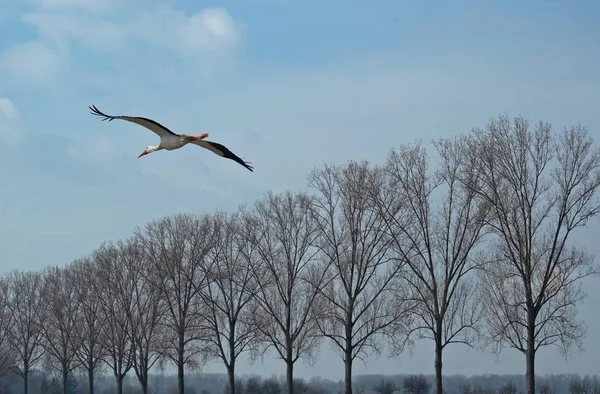 Biebesheim Rhein Sind Die Meisten Störche Bereits Zurück Und Haben — Stockfoto