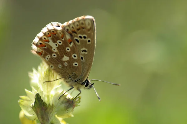 Vue Rapprochée Beau Papillon Coloré — Photo