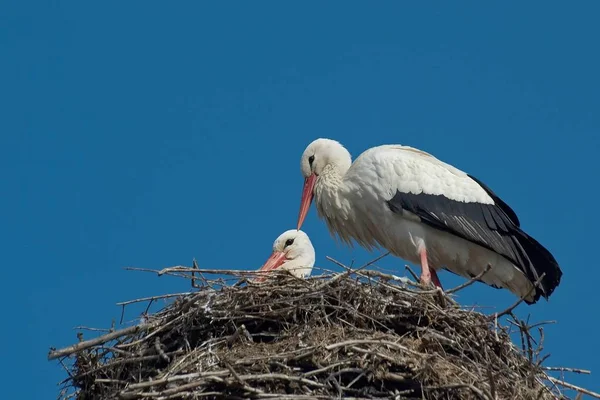 Biebesheim Rhein Most Storks Already Back Have Already Eagerly Started — Stock Photo, Image