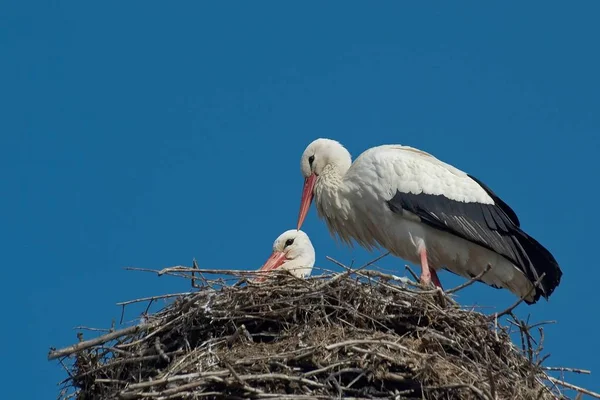 Biebesheim Rhein Maioria Das Cegonhas Estão Volta Começaram Ansiosamente Construir — Fotografia de Stock