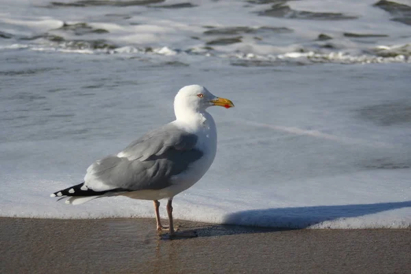 Scenic View Beautiful Gulls Birds — Stock Photo, Image