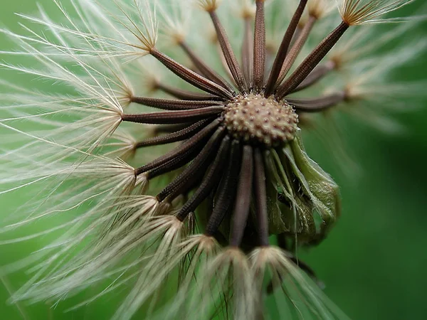 Piękne Botaniczne Ujęcie Naturalna Tapeta — Zdjęcie stockowe