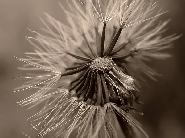 Schöne Botanische Aufnahme Natürliche Tapete — Stockfoto