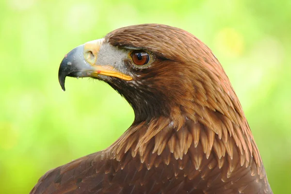 Malerischer Blick Auf Den Majestätischen Steinadler Wilder Natur — Stockfoto