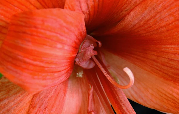 Amaryllis Okvětní Lístky Flóra Květ — Stock fotografie