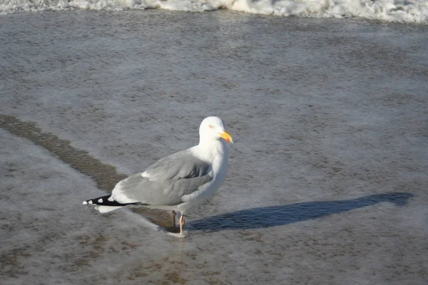 Schilderachtig Uitzicht Prachtige Vogel Natuur — Stockfoto