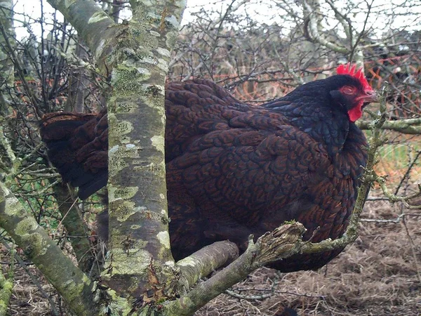 Gallina Barnevelder Siega Árbol —  Fotos de Stock