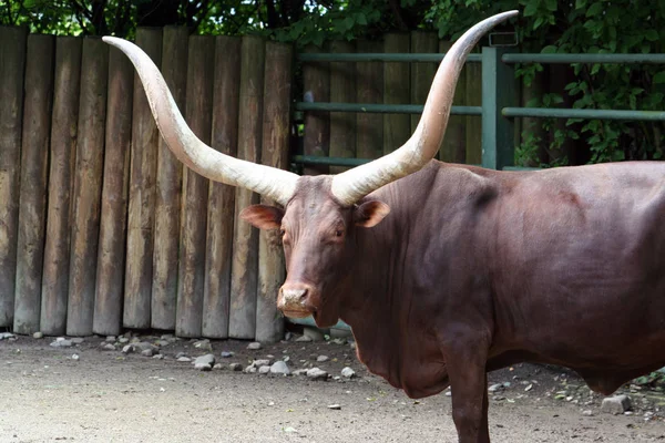 Detailní Záběr Zvířat Zoologické Zahradě — Stock fotografie