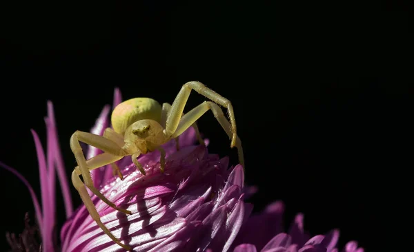 Strašidelný Pavouk Hmyzí Stvoření — Stock fotografie
