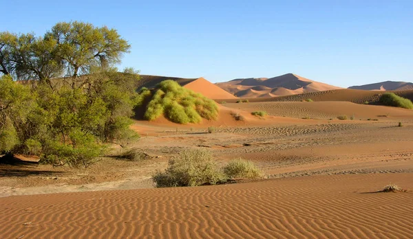 Deserto Está Vivo — Fotografia de Stock