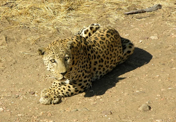 Cheetah Gato Leopardo Animal Wildcat — Fotografia de Stock