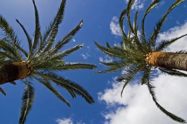 Hermoso Plano Botánico Fondo Pantalla Natural — Foto de Stock