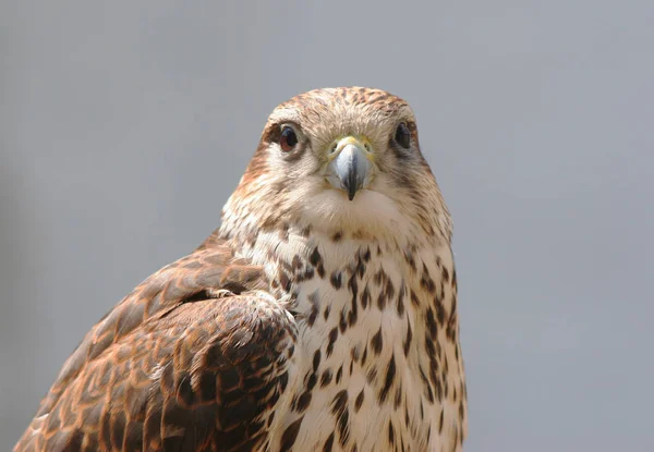 Pintoresco Disparo Aves Escena Exterior — Foto de Stock