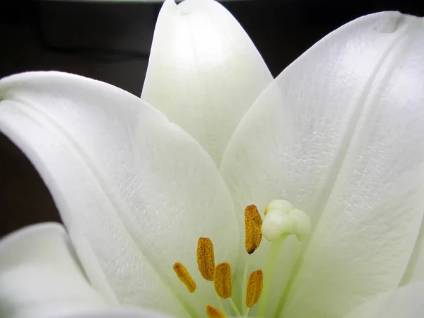 Closeup View Beautiful Lily Flower — Stock Photo, Image