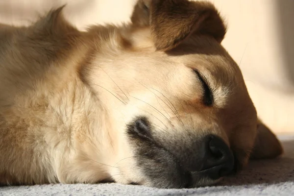 Außenaufnahmen Von Niedlichen Hunden — Stockfoto