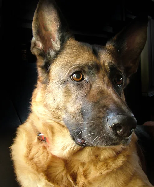 Portrait Cute Dog — Stock Photo, Image