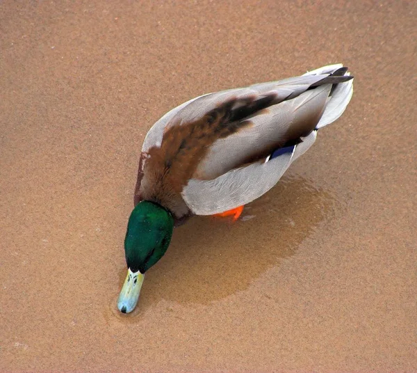 Vue Panoramique Bel Oiseau Nature — Photo