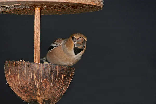 Here Again Whole Feeding Site Including Grosbeak One Super Anxious — Stock Photo, Image