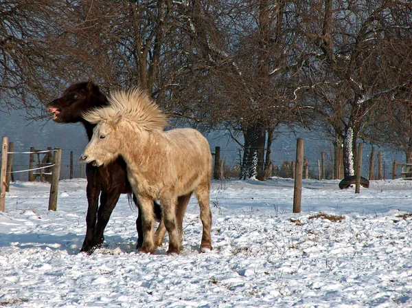 Cavalli All Aperto Durante Giorno — Foto Stock