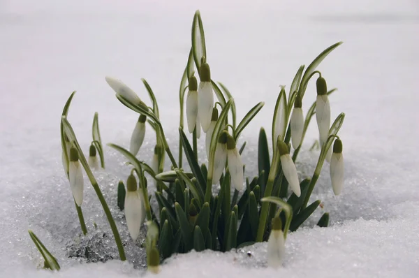 Beyaz Bahar Kardelen Çiçekleri Flora — Stok fotoğraf