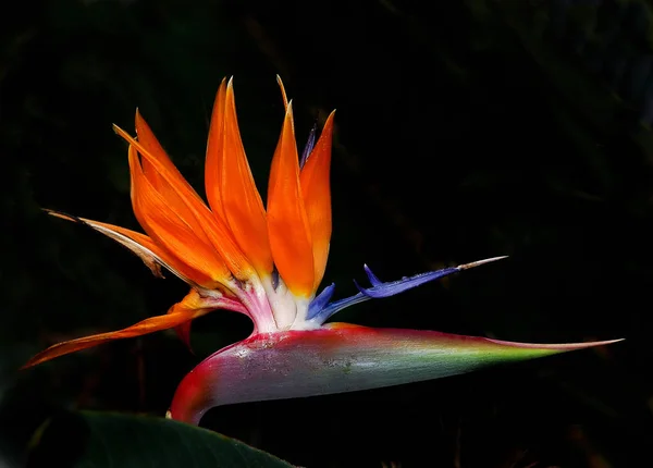 Strelitzia Reginae Flor Planta Tropical — Fotografia de Stock