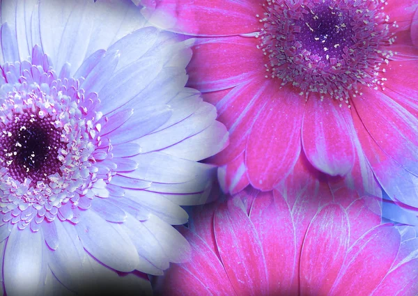 Gerbera Płatki Kwiatów Kwitnące — Zdjęcie stockowe