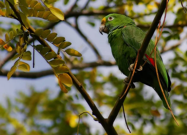 Selvagem Encontrado Jardim Botânico — Fotografia de Stock