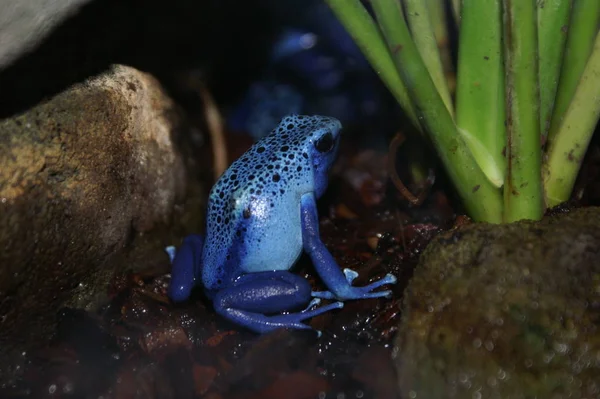 Blue Frog Made Konica Minolta Dynax — Stock Photo, Image