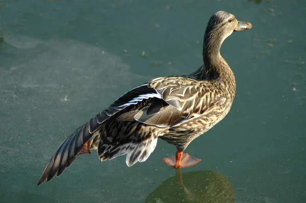 Vacker Utsikt Över Vacker Fågel Naturen — Stockfoto