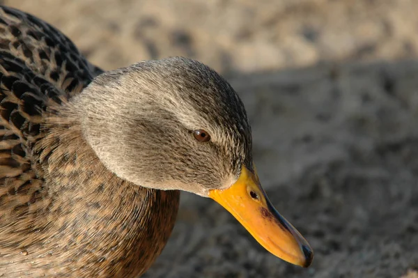 鳥を見るショット 野生の自然でアヒル — ストック写真