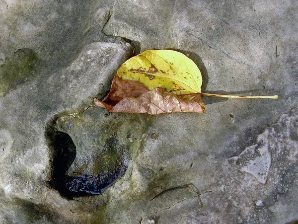 石の上の黄色の紅葉 — ストック写真