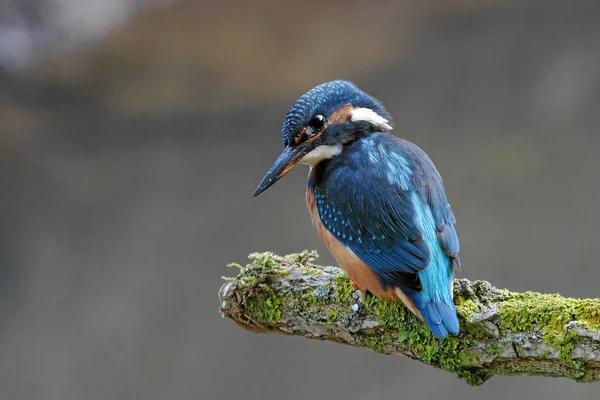 Närbild Kungsfiskare Fågel Vilda Livet — Stockfoto