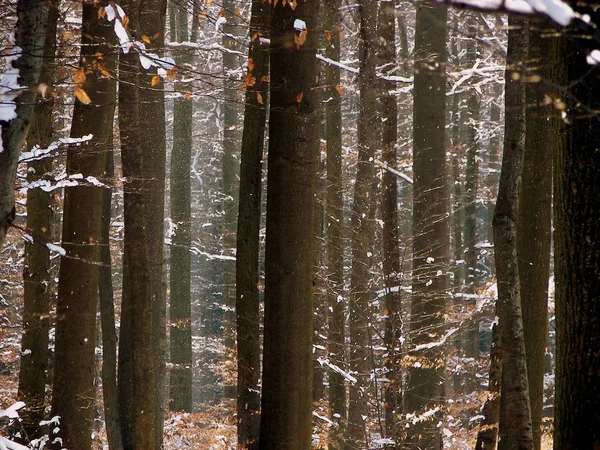 Malowniczy Widok Florę Dzikim Lesie — Zdjęcie stockowe