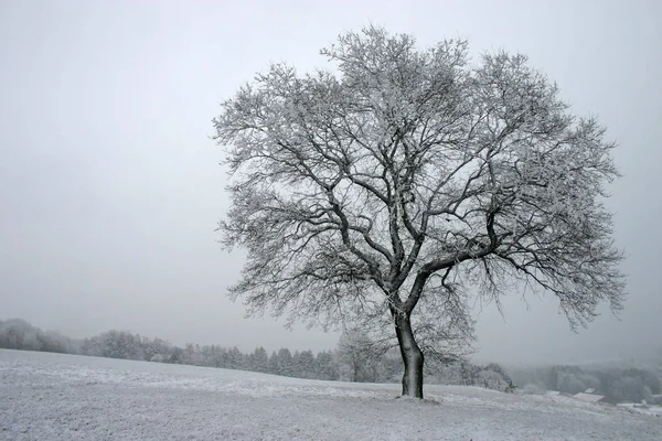 Prachtig Uitzicht Het Natuurlandschap — Stockfoto