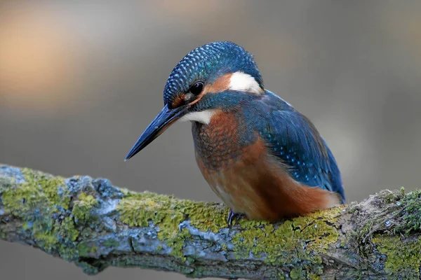 Närbild Kungsfiskare Fågel Vilda Livet — Stockfoto