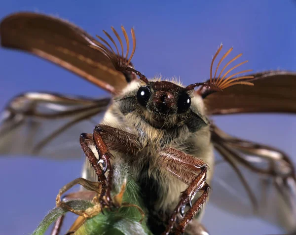 Närbild Bruna Enorma Cockchafer — Stockfoto