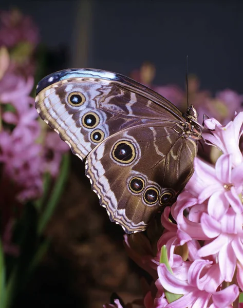 Closeup View Beautiful Colorful Butterfly — Stock Photo, Image
