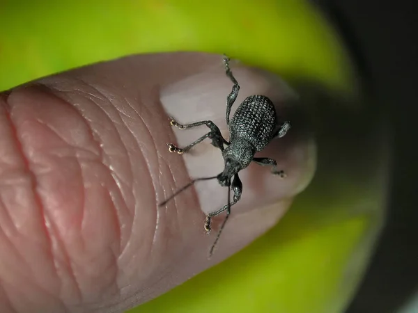 Close Bug Natureza Selvagem — Fotografia de Stock