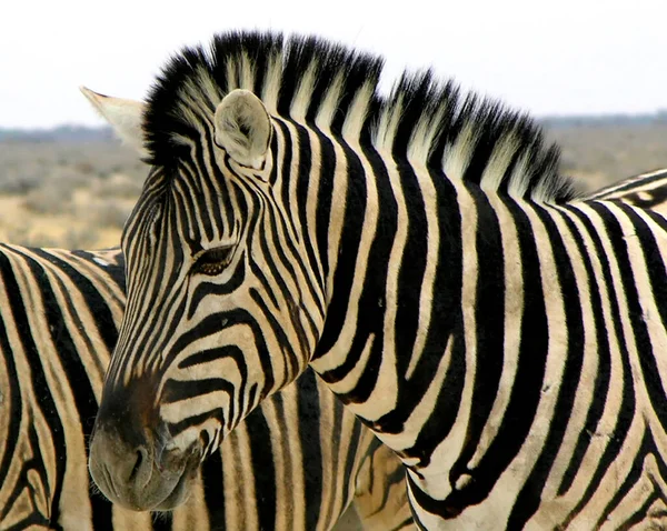 Зебра Національному Парку Етоша — стокове фото