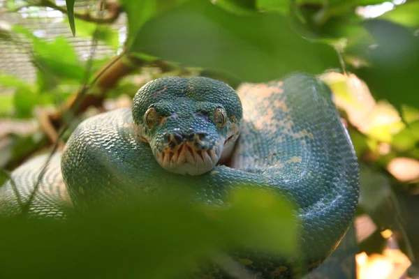 Serpente Animale Selvatico Predatore — Foto Stock