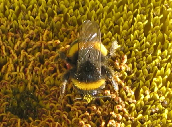 Vista Close Belo Inseto Bumblebee — Fotografia de Stock